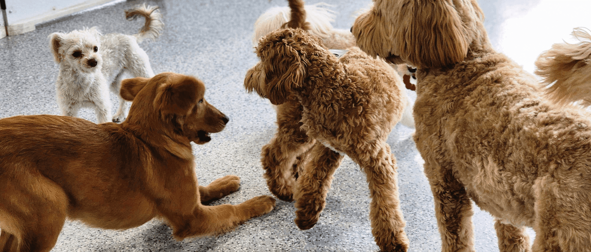 Dog Daycare at Planet Pooch