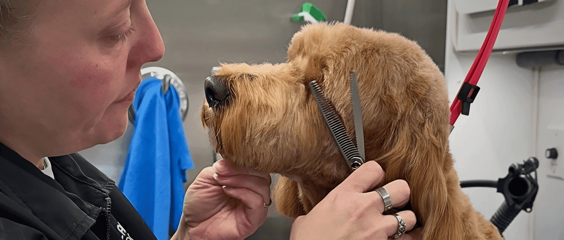 In-House Grooming at Planet Pooch