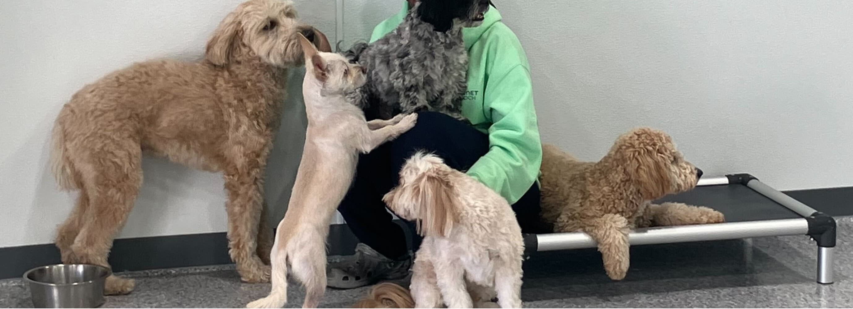 Dog Boarding at Planet Pooch