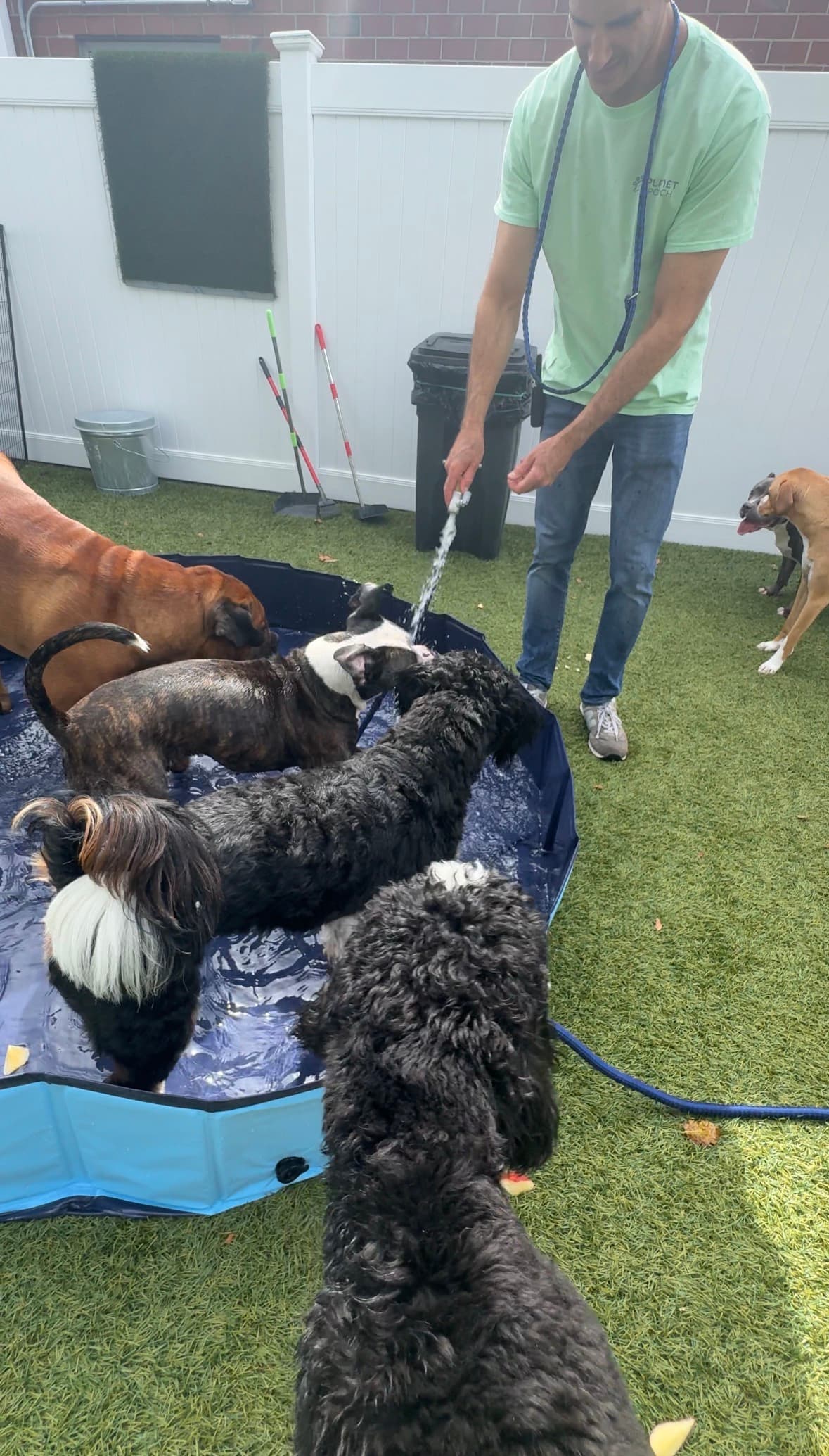Dogs playing in a splash pool during a Planet Pooch daycare event