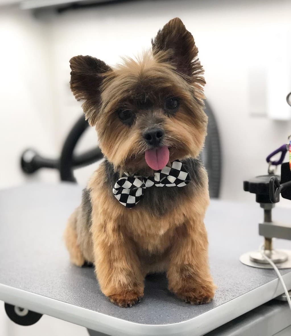 Freshly groomed Yorkie with a bow tie at Planet Pooch