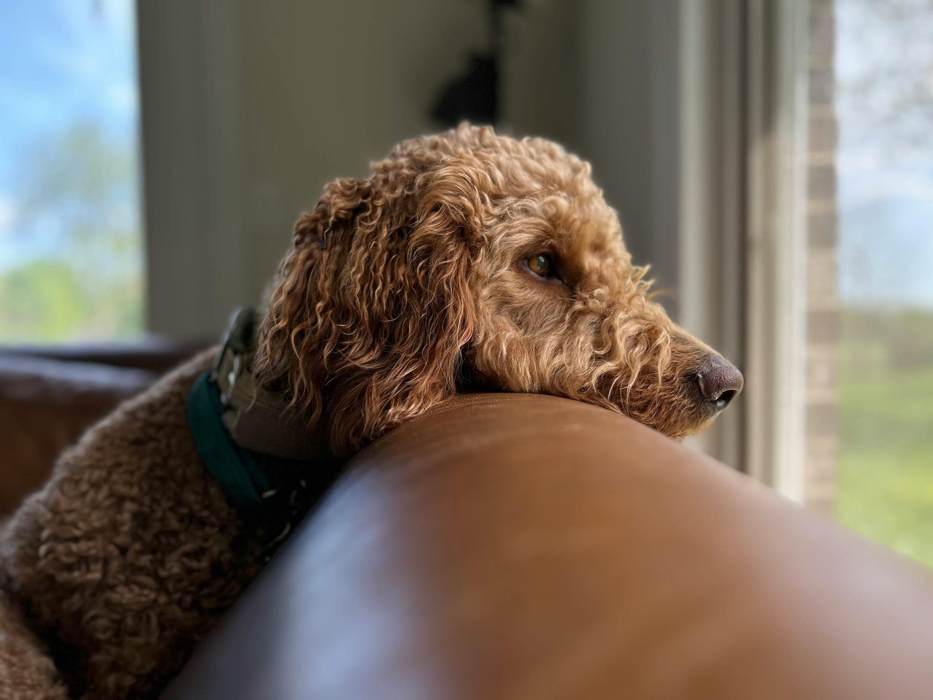 Dog Daycare & Boarding in Lynbrook