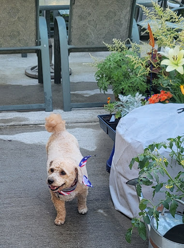 Photo from customer review